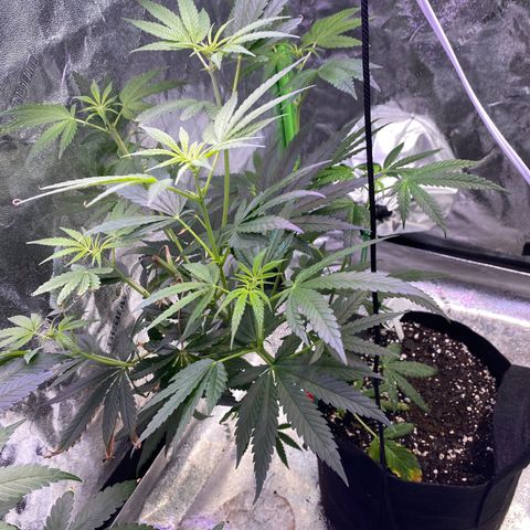Gianna (GiGi) growlog timeline photo