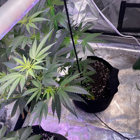 Gianna (GiGi) growlog timeline photo