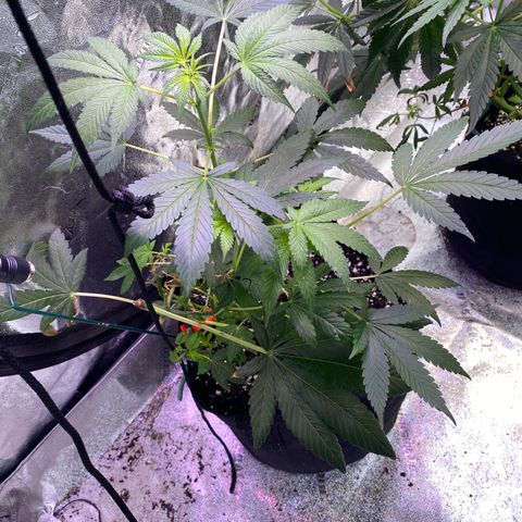 Gemma growlog timeline photo