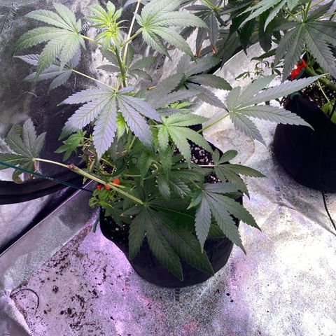 Gemma growlog timeline photo