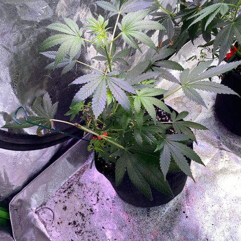 Gemma growlog timeline photo