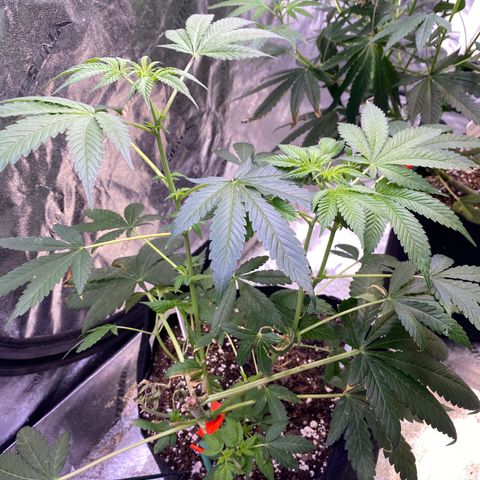 Gemma growlog timeline photo