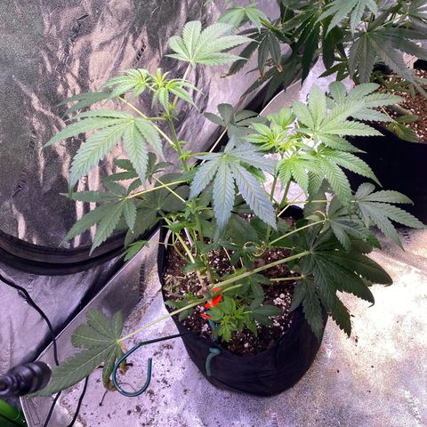 Gemma growlog timeline photo