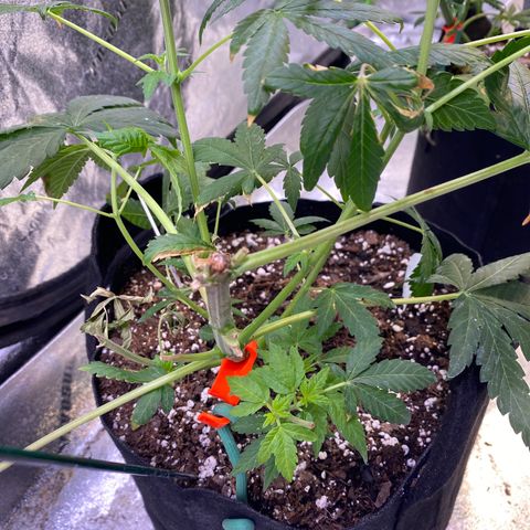 Gemma growlog timeline photo