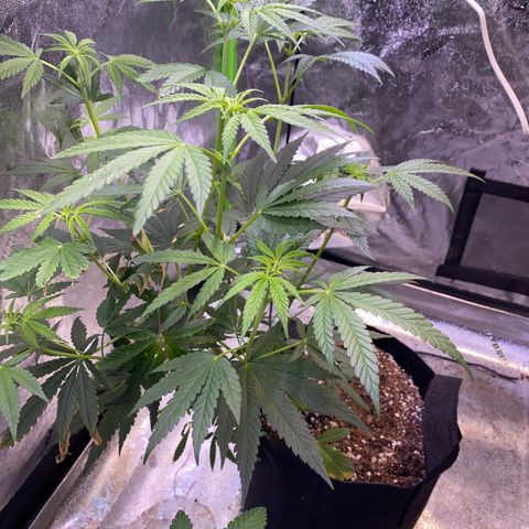 Gianna (GiGi) growlog timeline photo
