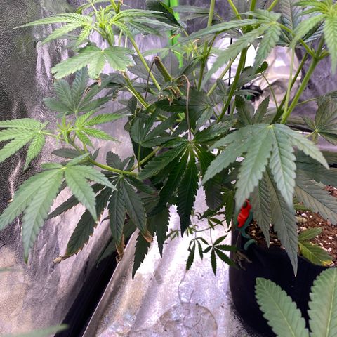 Gianna (GiGi) growlog timeline photo
