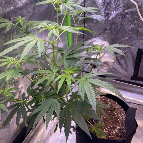 Gianna (GiGi) growlog timeline photo
