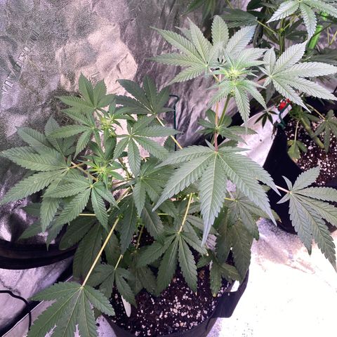 Gemma growlog timeline photo