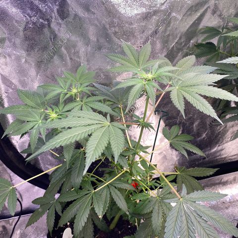 Gemma growlog timeline photo