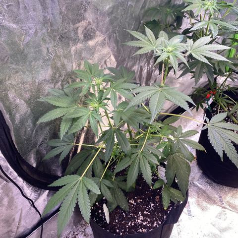 Gemma growlog timeline photo
