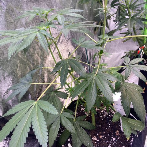 Gemma growlog timeline photo