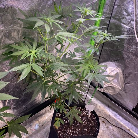 Gianna (GiGi) growlog timeline photo