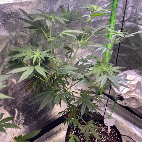 Gianna (GiGi) growlog timeline photo