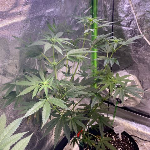 Gianna (GiGi) growlog timeline photo