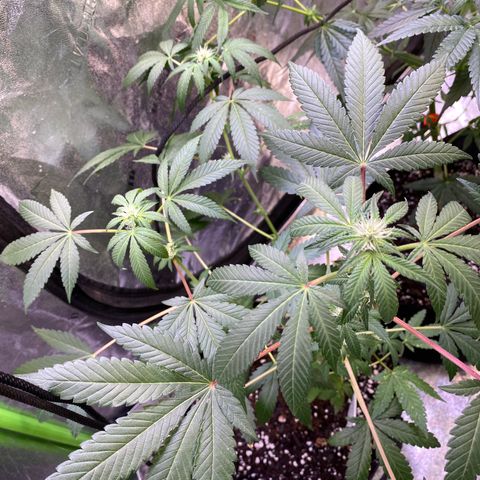 Gemma growlog timeline photo