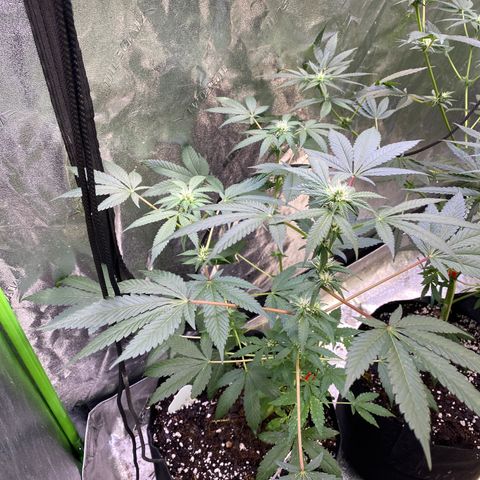 Gemma growlog timeline photo