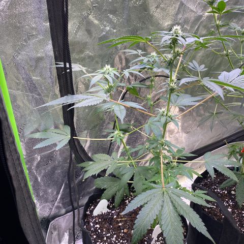 Gemma growlog timeline photo