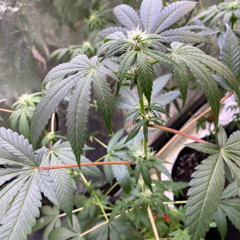 Gemma growlog timeline photo