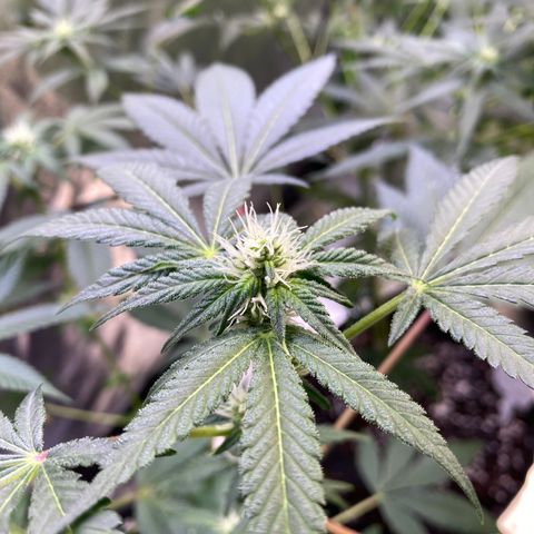 Gemma growlog timeline photo