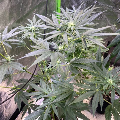 Gianna (GiGi) growlog timeline photo