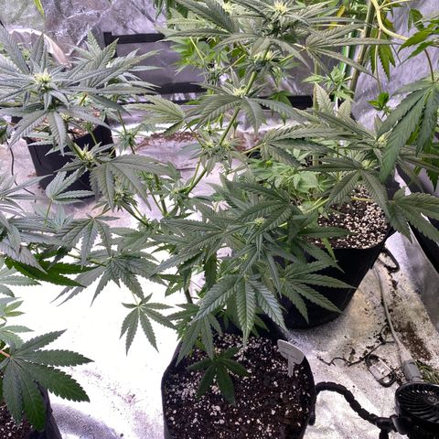 Gianna (GiGi) growlog timeline photo