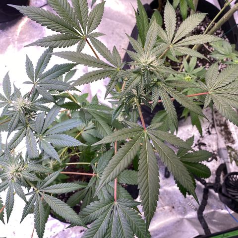 Gemma growlog timeline photo