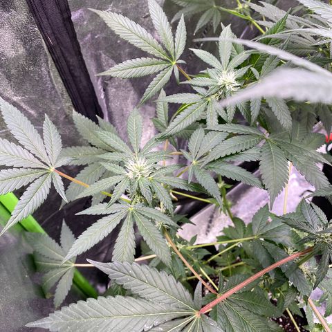 Gemma growlog timeline photo