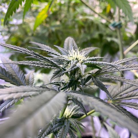 Gianna (GiGi) growlog timeline photo