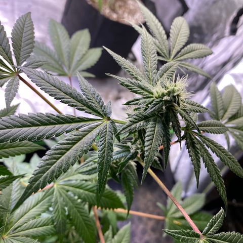 Gemma growlog timeline photo