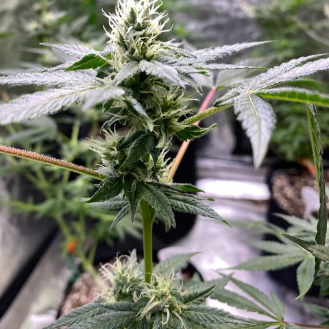 Gemma growlog timeline photo