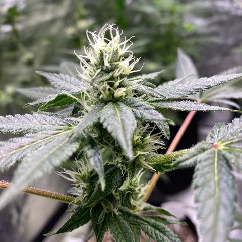 Gemma growlog timeline photo