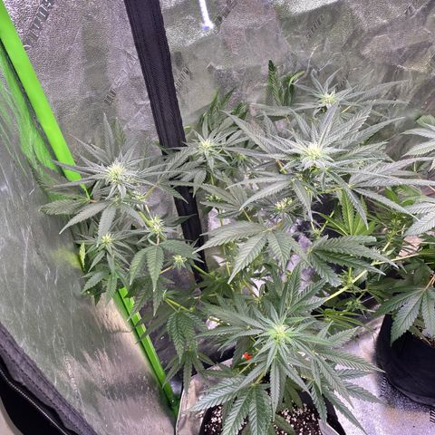 Gianna (GiGi) growlog timeline photo