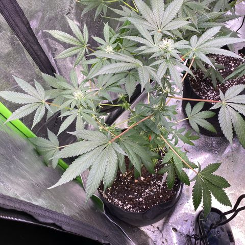 Gemma growlog timeline photo