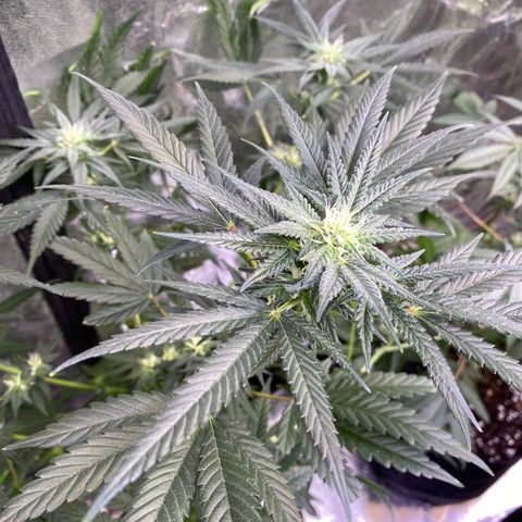 Gianna (GiGi) growlog timeline photo