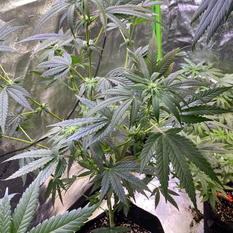 Gianna (GiGi) growlog timeline photo