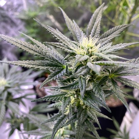 Gianna (GiGi) growlog timeline photo