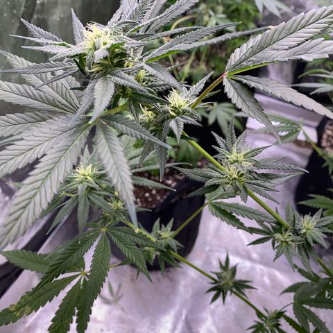 Gianna (GiGi) growlog timeline photo