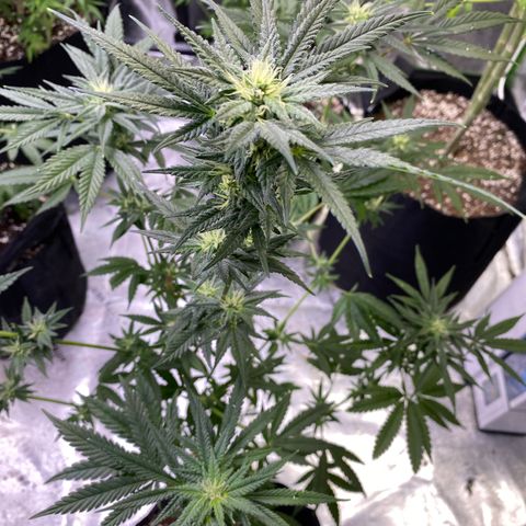 Gianna (GiGi) growlog timeline photo