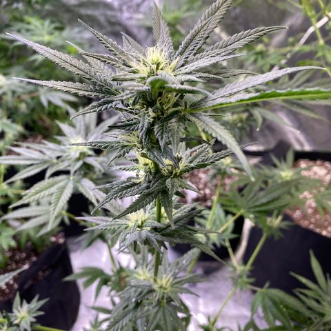 Gianna (GiGi) growlog timeline photo