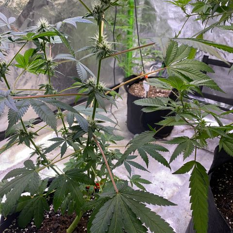 Gemma growlog timeline photo