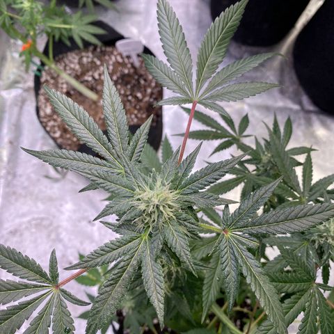 Gemma growlog timeline photo
