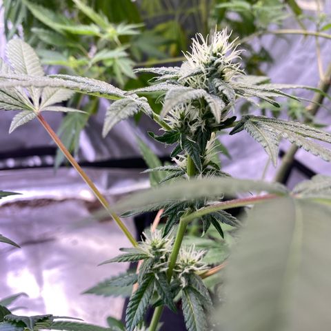 Gemma growlog timeline photo