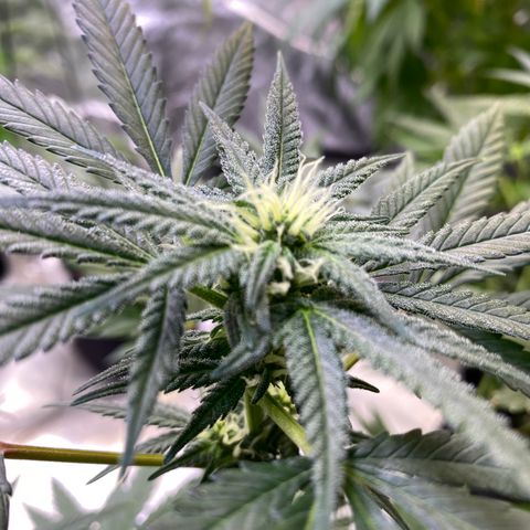 Gianna (GiGi) growlog timeline photo