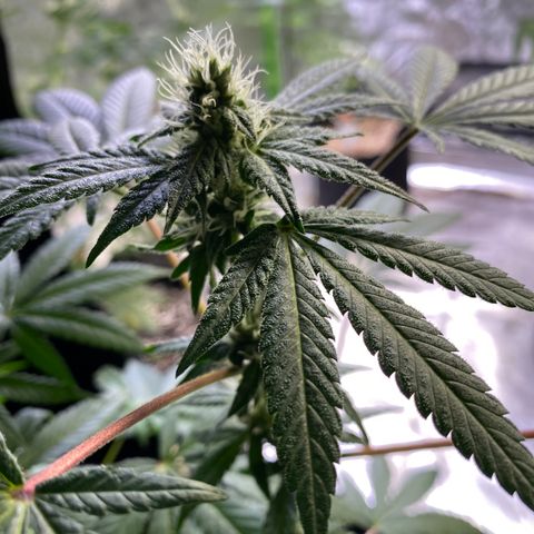 Gemma growlog timeline photo