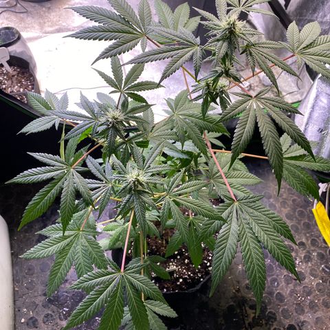 Gemma growlog timeline photo