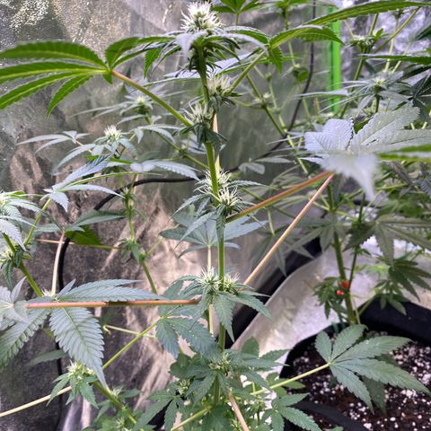Gemma growlog timeline photo