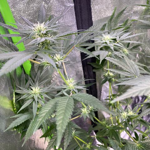 Gianna (GiGi) growlog timeline photo