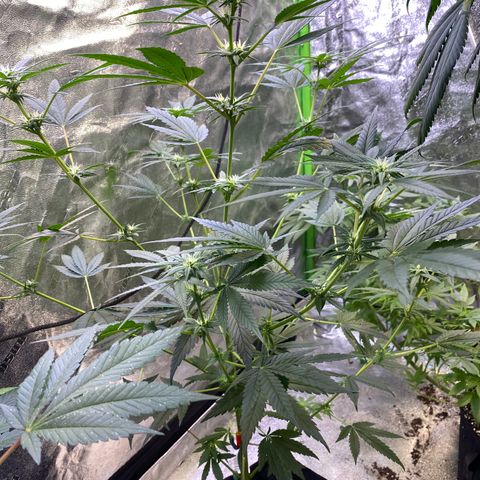 Gianna (GiGi) growlog timeline photo