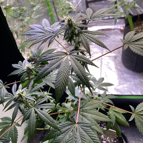 Gemma growlog timeline photo