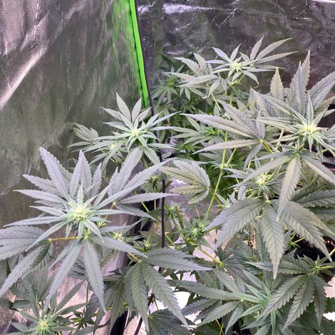 Gianna (GiGi) growlog timeline photo